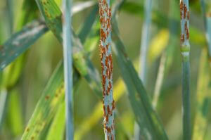 Stem rust, a severe form of wheat rust, can cripple a healthy wheat crop in just a few weeks.