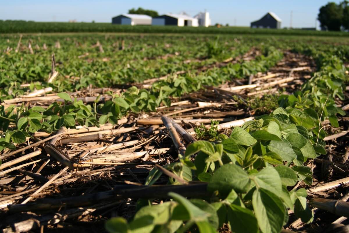 This no-till field in Illinois is good for the environment and food supply