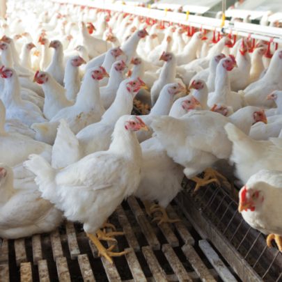Is Sanderson Farms chicken organic?
