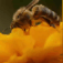 bees and pollinators bees and pollinators